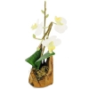 Декоративная композиция "Орхидея", цвет: бело-желтый, 21 см х 9 см Артикул: 5015 инфо 7320v.